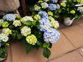 ５月入荷中の花苗の紹介