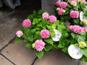 ５月入荷中の花苗の紹介