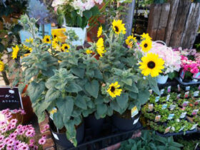 ５月入荷中の花苗の紹介