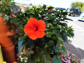 ５月入荷中の花苗の紹介