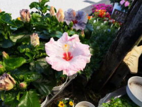 ５月入荷中の花苗の紹介