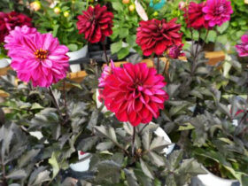 ５月入荷中の花苗の紹介