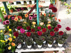 ５月入荷中の花苗の紹介