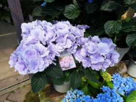５月入荷中の花苗の紹介