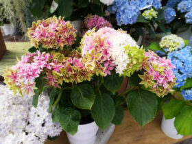 ５月入荷中の花苗の紹介