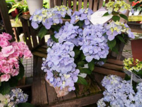 ５月入荷中の花苗の紹介