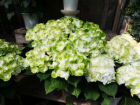 ５月入荷中の花苗の紹介