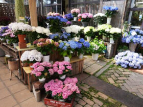 ５月入荷中の花苗の紹介
