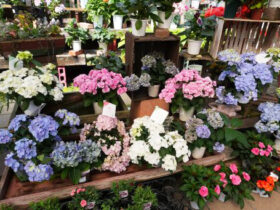５月入荷中の花苗の紹介