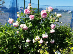 ５月入荷中の花苗の紹介