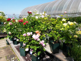 ５月入荷中の花苗の紹介
