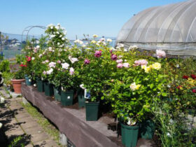 ５月入荷中の花苗の紹介