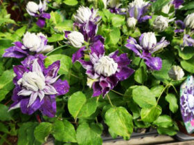 ５月入荷中の花苗の紹介