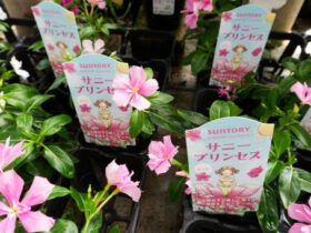 ５月入荷中の花苗の紹介