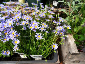 ５月入荷中の花苗の紹介