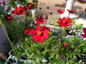 ５月入荷中の花苗の紹介