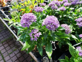 ５月入荷中の花苗の紹介
