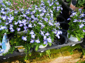 ５月入荷中の花苗の紹介