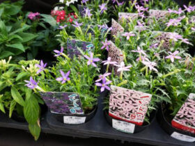 ５月入荷中の花苗の紹介