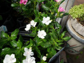 ５月入荷中の花苗の紹介