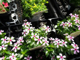 ５月入荷中の花苗の紹介