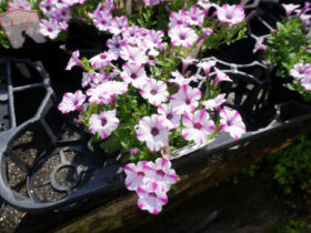 ５月入荷中の花苗の紹介