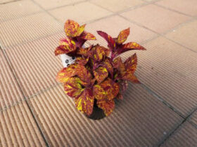 ５月入荷中の花苗の紹介