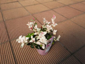 ５月入荷中の花苗の紹介