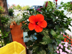 ５月入荷中の花苗の紹介