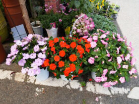 ５月入荷中の花苗の紹介
