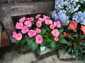 ５月入荷中の花苗の紹介