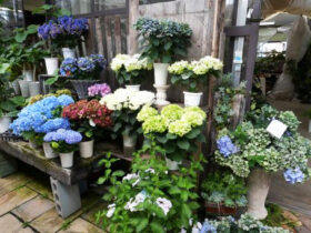 ５月入荷中の花苗の紹介