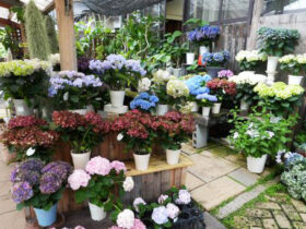５月入荷中の花苗の紹介