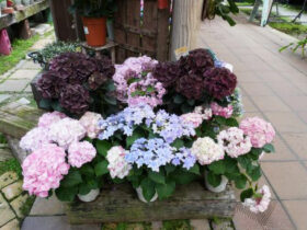 ５月入荷中の花苗の紹介