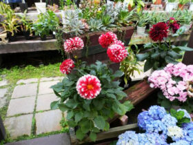５月入荷中の花苗の紹介