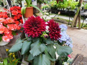５月入荷中の花苗の紹介