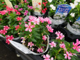 ５月入荷中の花苗の紹介