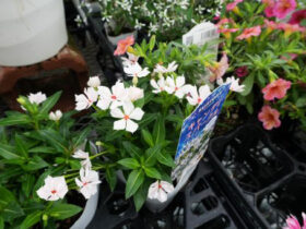 ５月入荷中の花苗の紹介