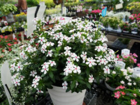 ５月入荷中の花苗の紹介