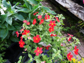５月入荷中の花苗の紹介