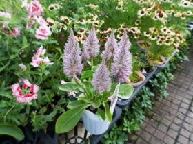 ５月入荷中の花苗の紹介