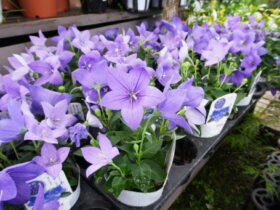 ５月入荷中の花苗の紹介