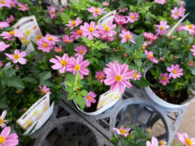 ５月入荷中の花苗の紹介