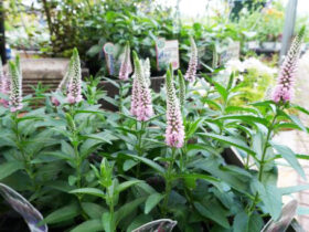 ５月入荷中の花苗の紹介