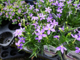 ５月入荷中の花苗の紹介