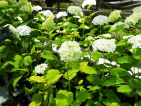 ６月入荷中の花苗の紹介
