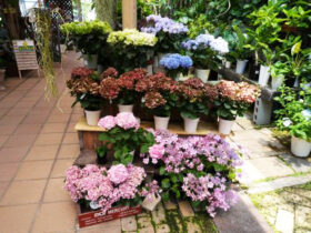 ６月入荷中の花苗の紹介