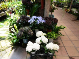 ６月入荷中の花苗の紹介