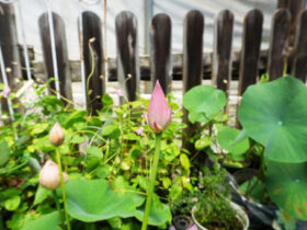 ６月入荷中の花苗の紹介