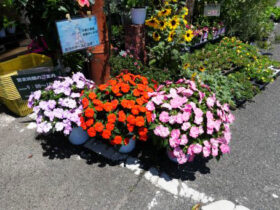 ６月入荷中の花苗の紹介